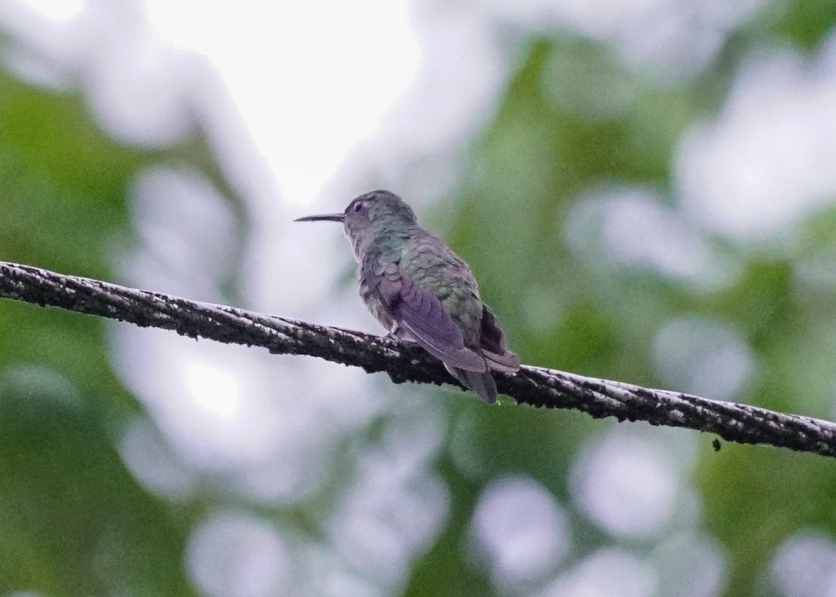 Scaly-breasted Hummingbird - Shawn Pfautsch