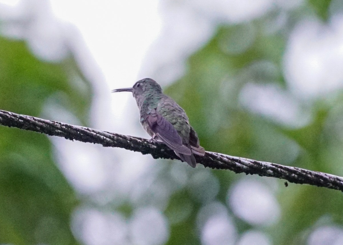 Scaly-breasted Hummingbird - ML618206094