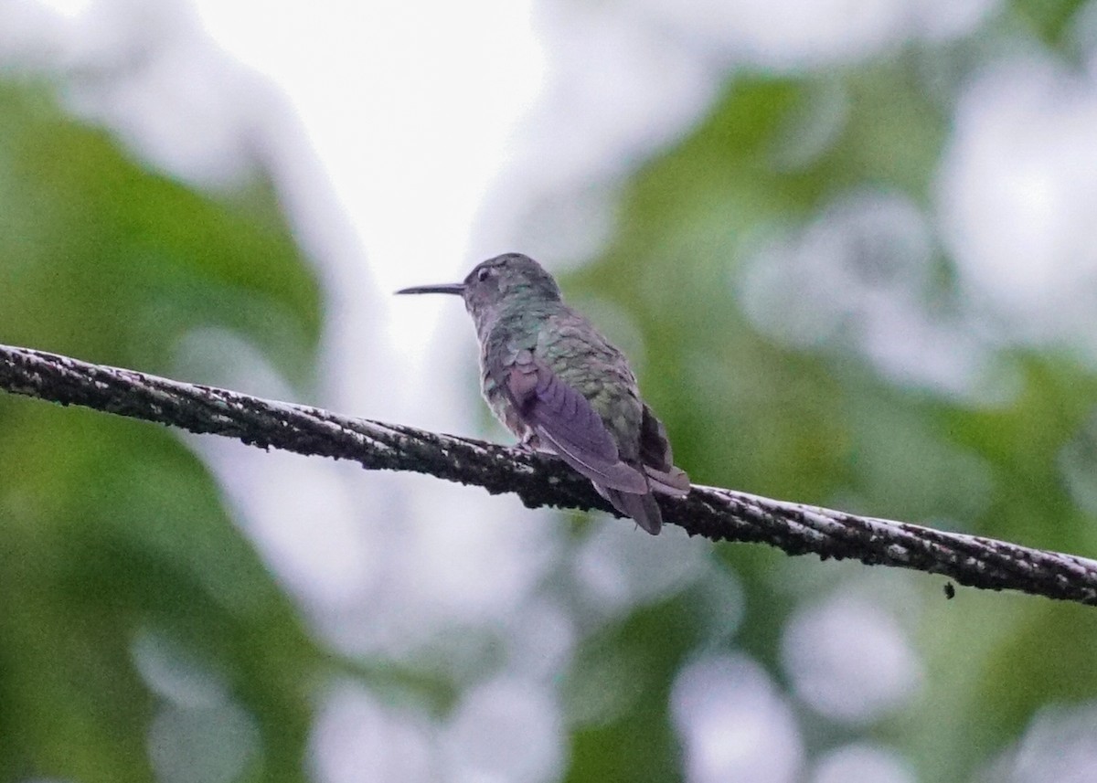Scaly-breasted Hummingbird - ML618206095