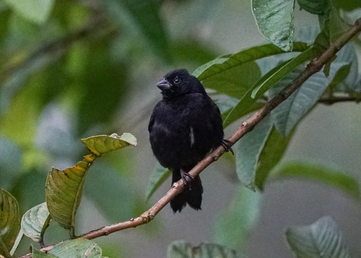 Variable Seedeater - ML618206101