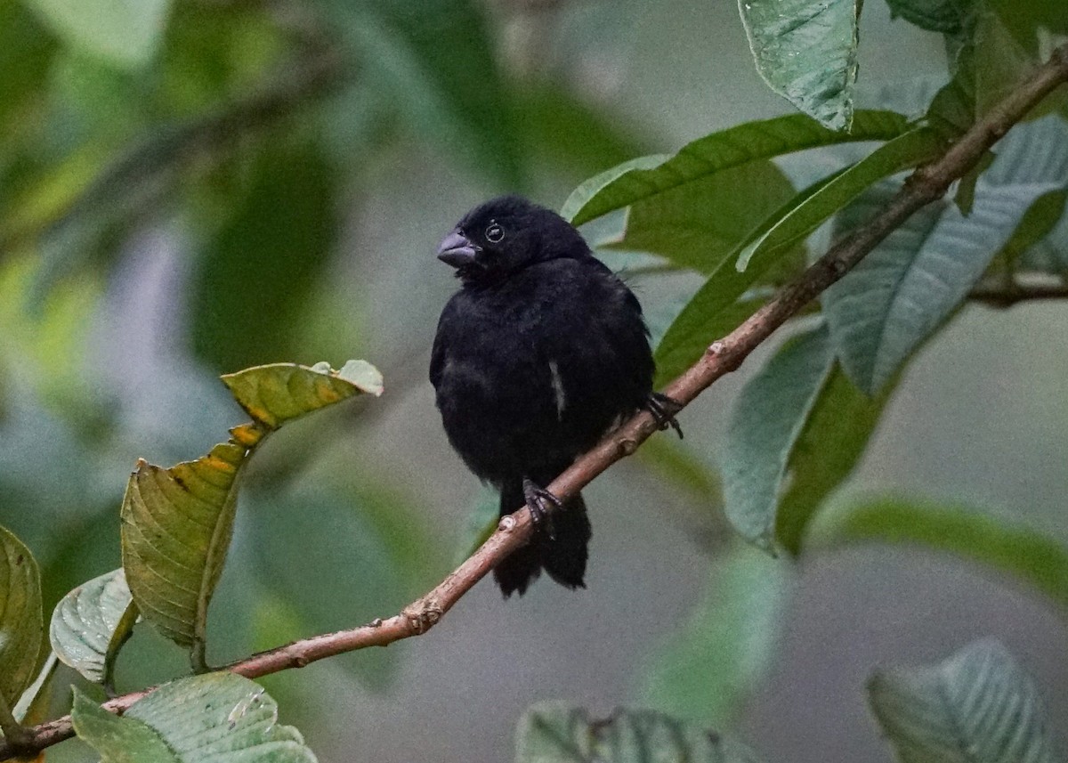 Variable Seedeater - ML618206102