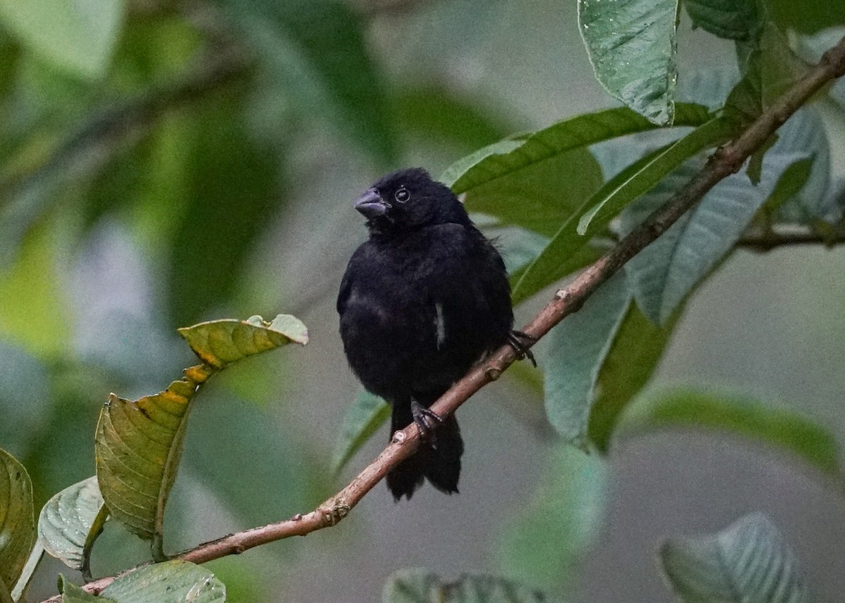 Variable Seedeater - ML618206103