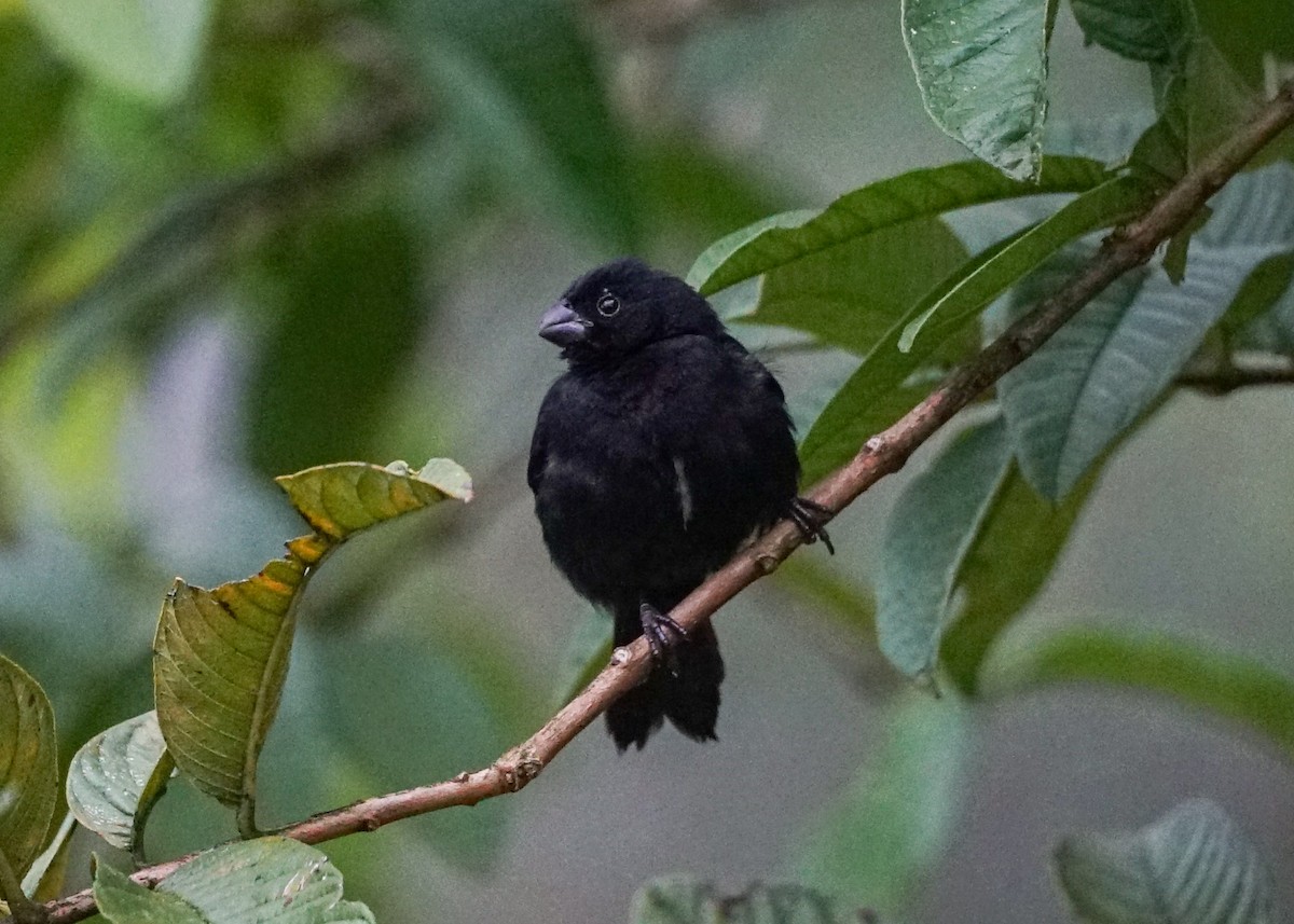 Variable Seedeater - ML618206104