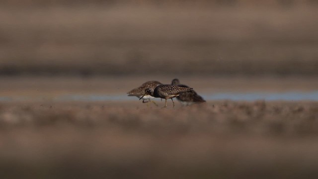 Spotted Redshank - ML618206109