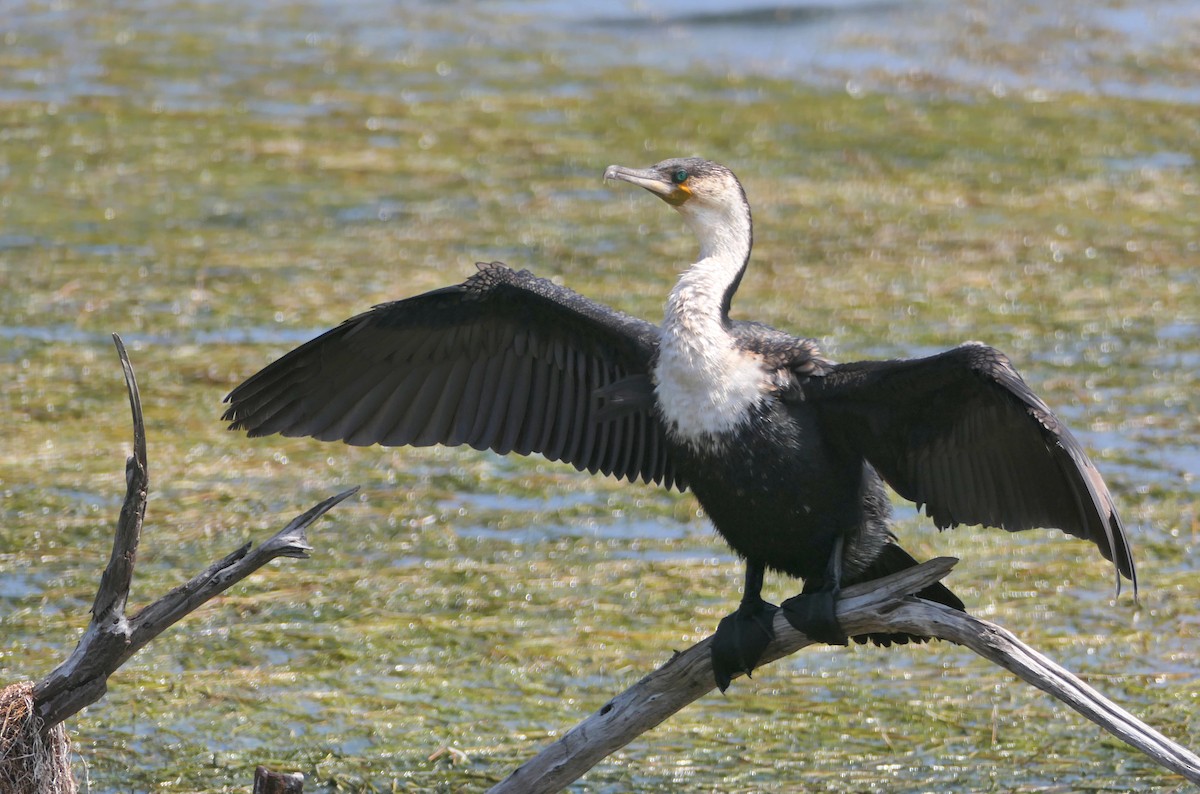 Great Cormorant (White-breasted) - ML618206127