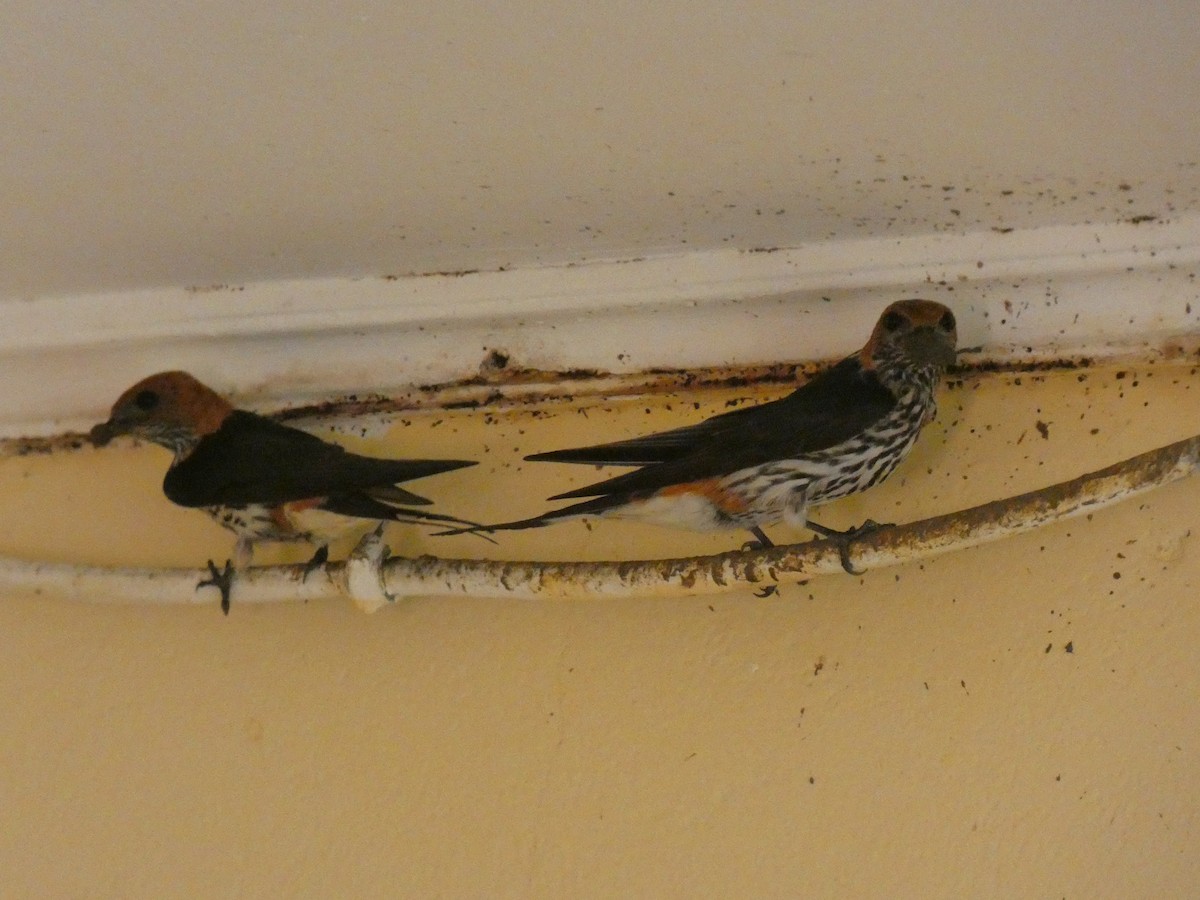 Lesser Striped Swallow - ML618206187