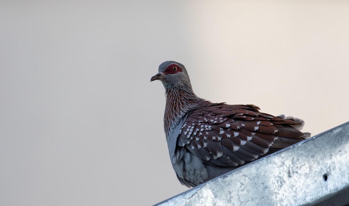 Speckled Pigeon - ML618206221