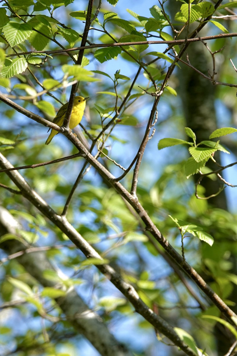 Yellow Warbler - ML618206244