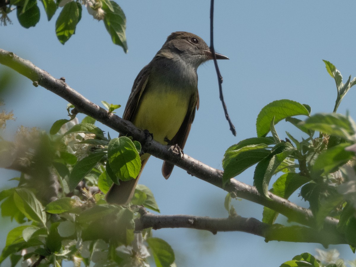 Great Crested Flycatcher - ML618206288