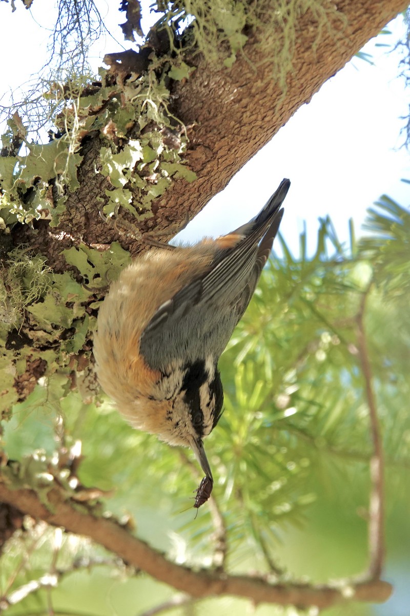 Red-breasted Nuthatch - ML618206293