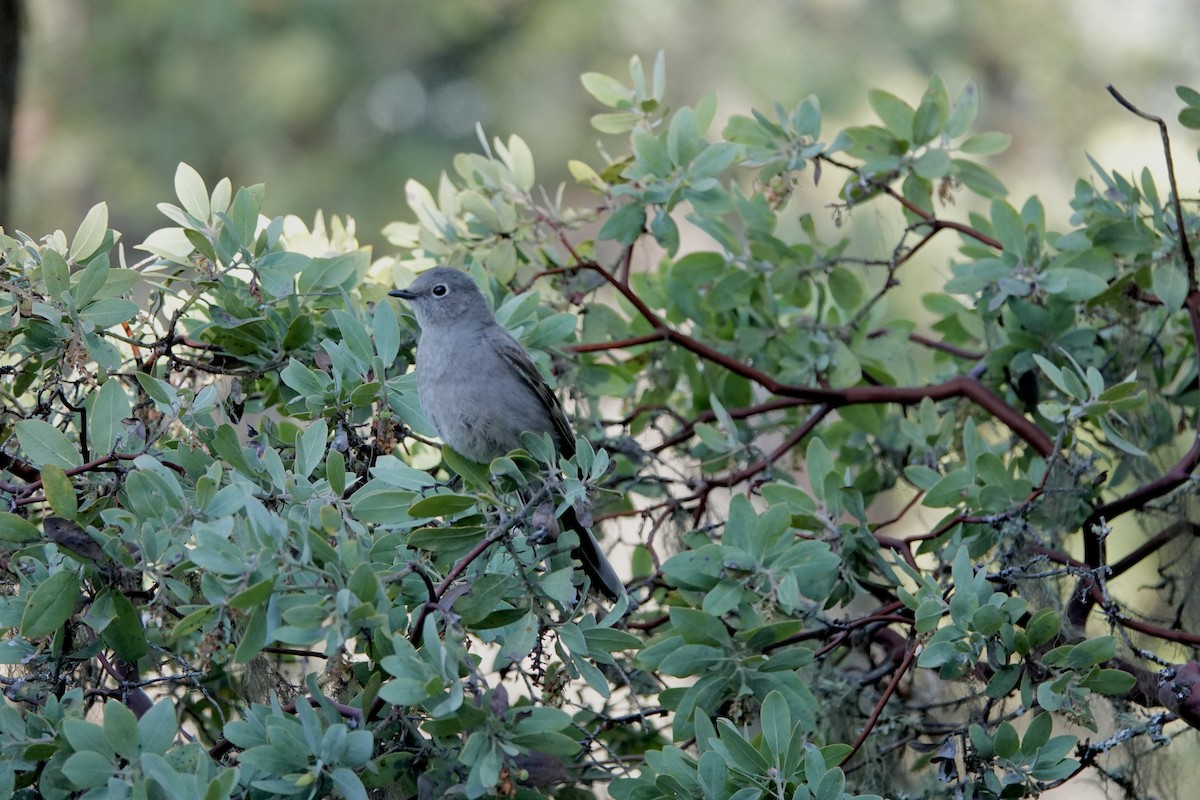 Townsend's Solitaire - ML618206302