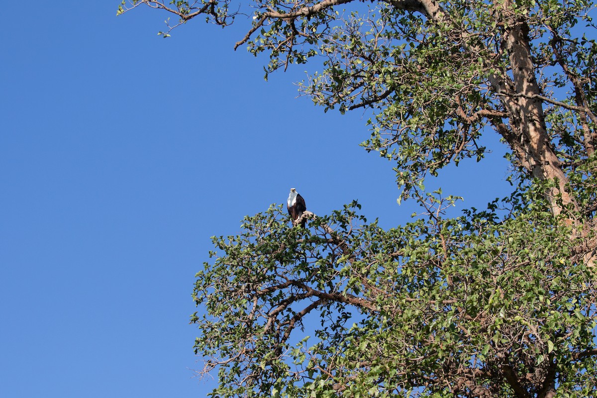 African Fish-Eagle - ML618206313