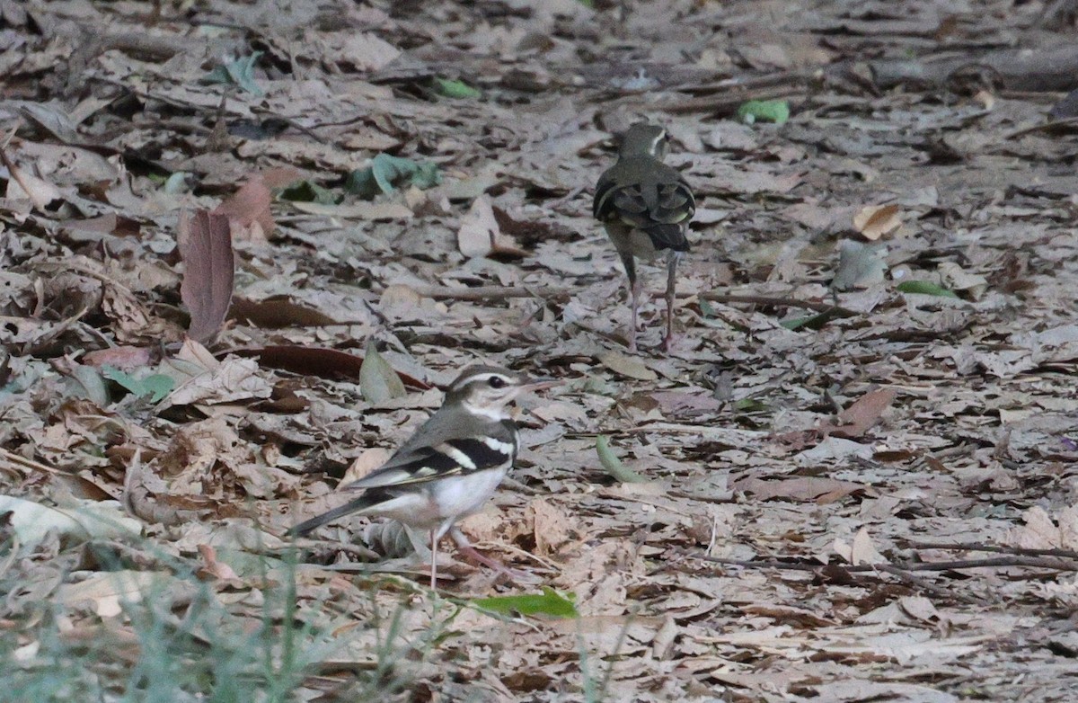 Forest Wagtail - ML618206319