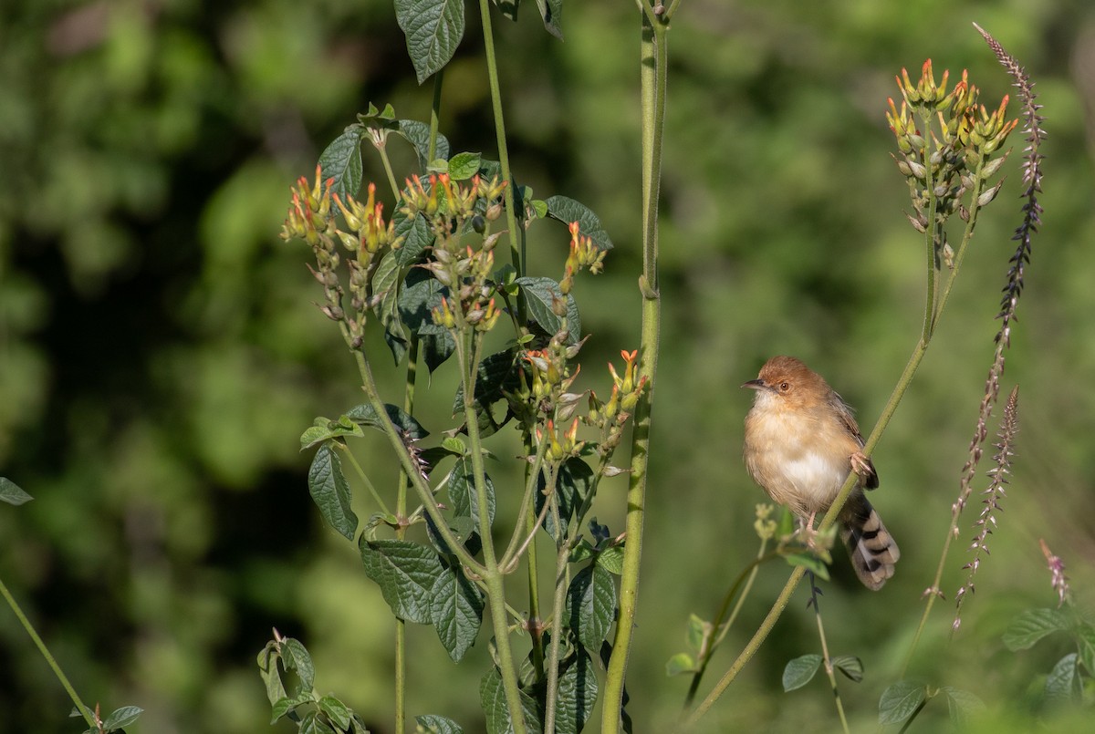 Red-faced Cisticola (Red-faced) - ML618206338