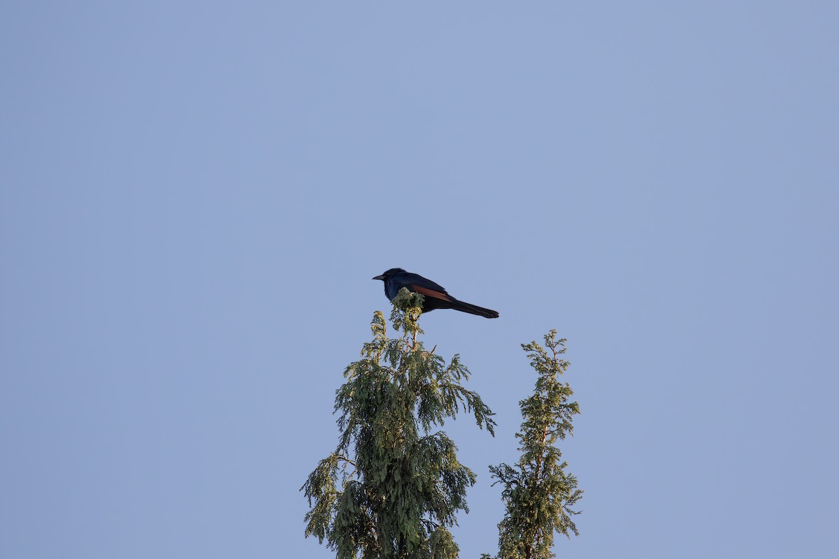 Red-winged Starling - ML618206357