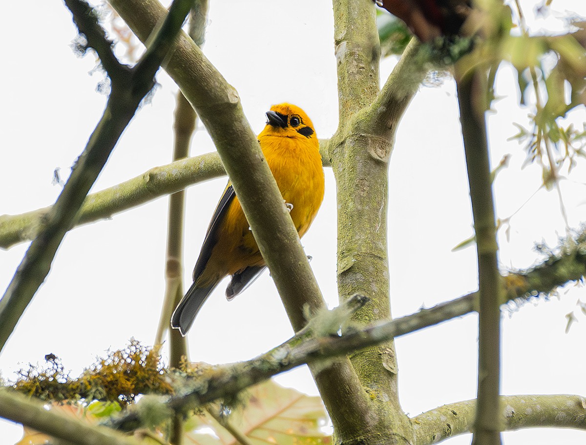 Golden Tanager - Carlos Andres Charry