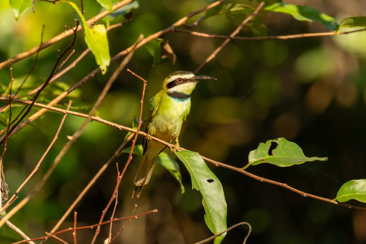White-throated Bee-eater - ML618206445