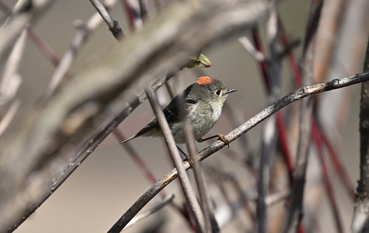 Ruby-crowned Kinglet - france dallaire
