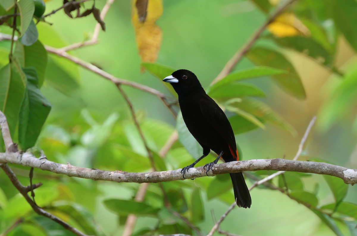 Scarlet-rumped Tanager - Channa Jayasinghe