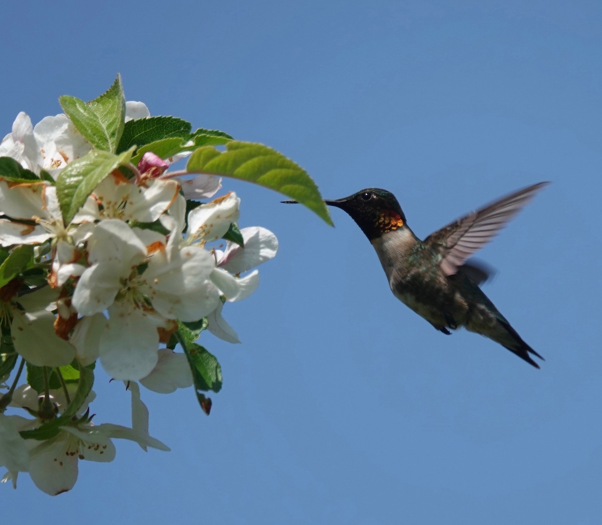 Ruby-throated Hummingbird - Matthew Wills