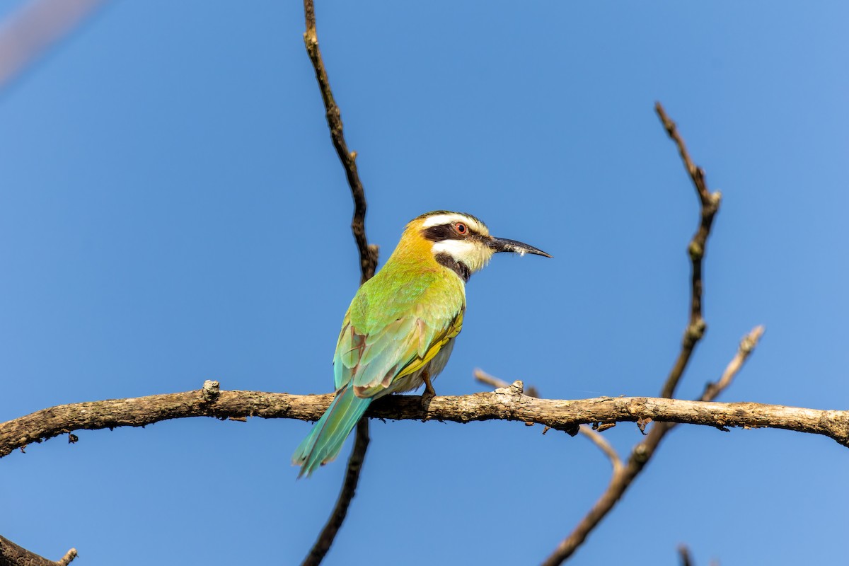 White-throated Bee-eater - João Miguel Albuquerque