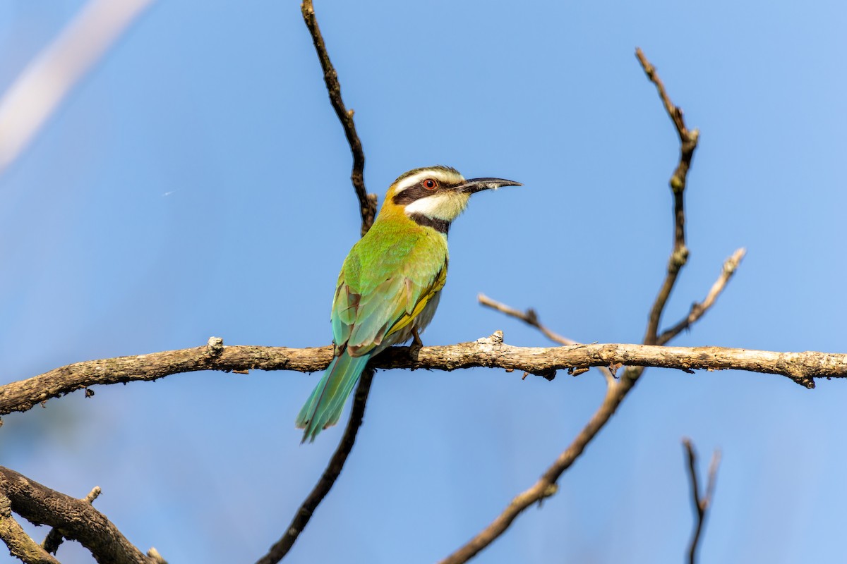 White-throated Bee-eater - ML618206541