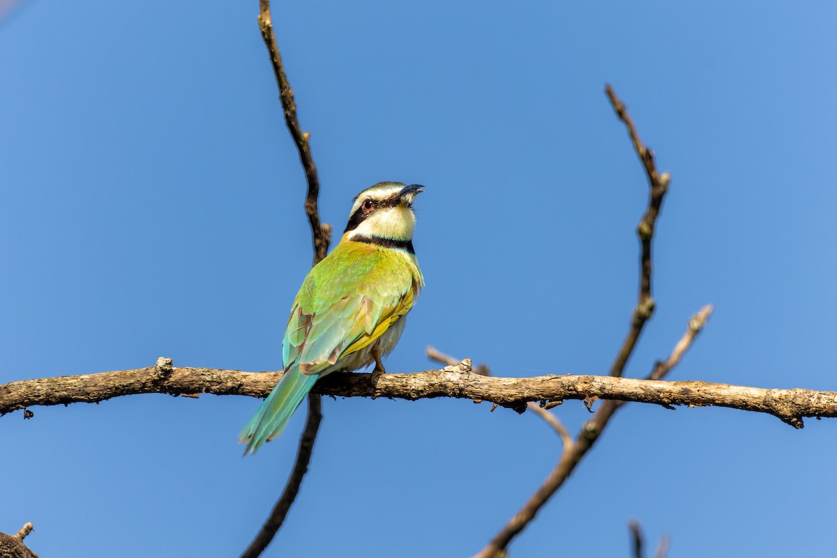 White-throated Bee-eater - ML618206542
