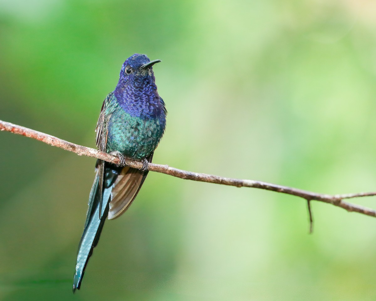 Swallow-tailed Hummingbird - Per Smith