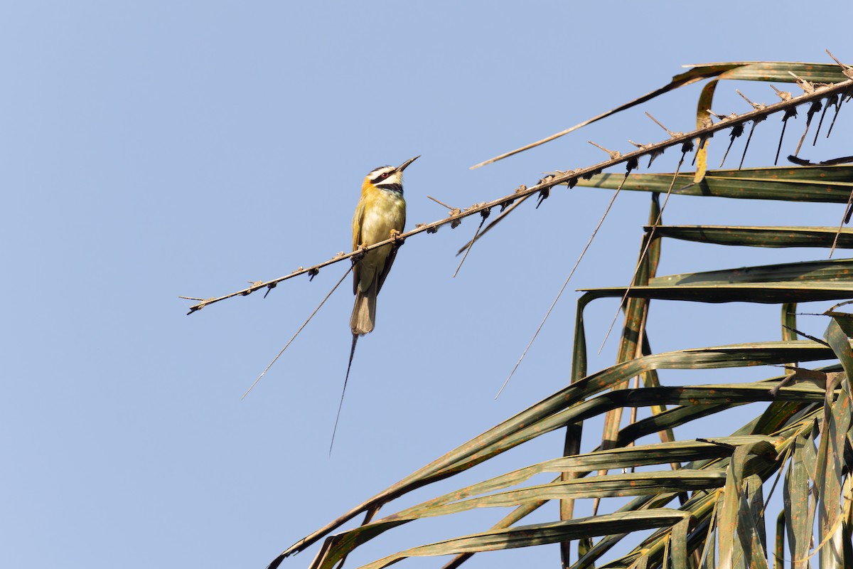 White-throated Bee-eater - ML618206597