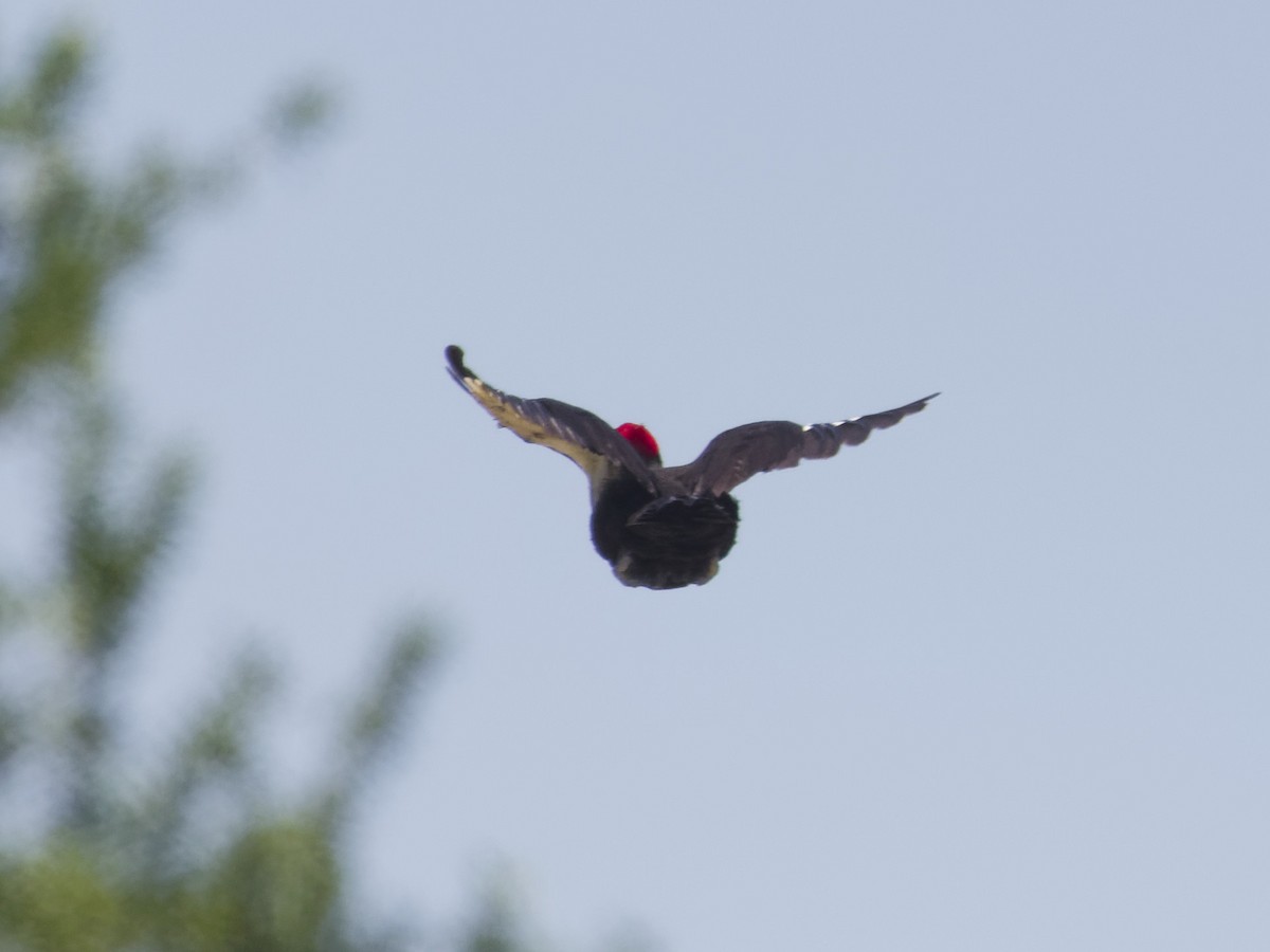 Pileated Woodpecker - ML618206627
