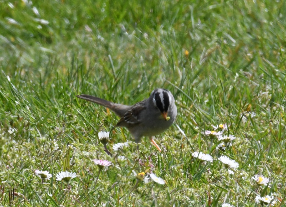 White-crowned Sparrow - John Cooper