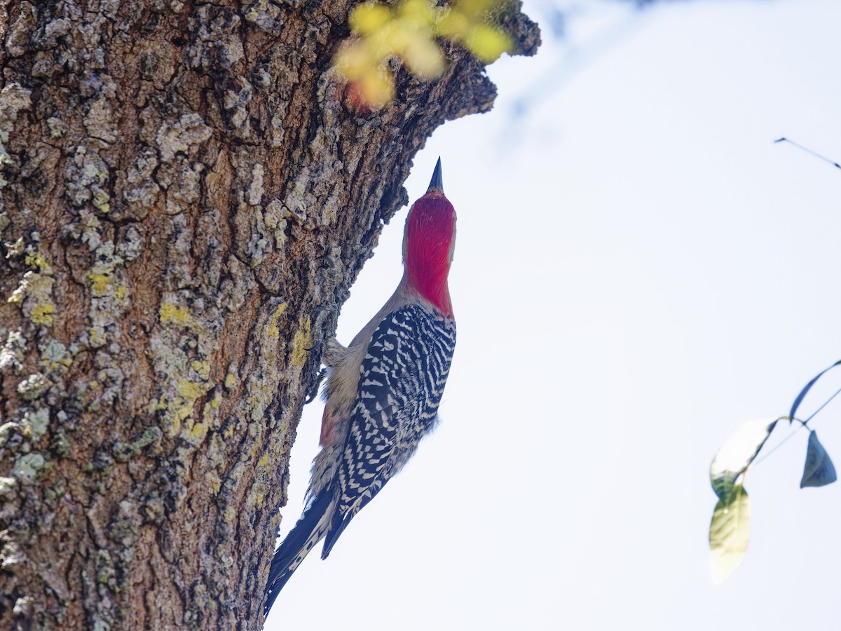 Red-bellied Woodpecker - Angus Wilson