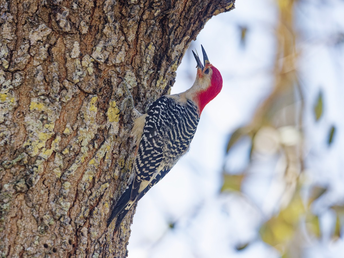 Red-bellied Woodpecker - Angus Wilson