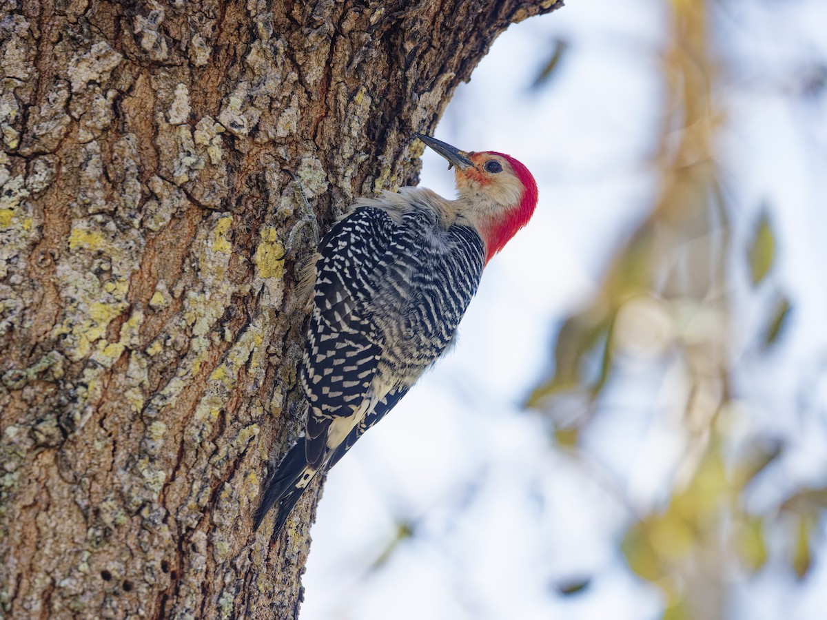 Red-bellied Woodpecker - ML618206654