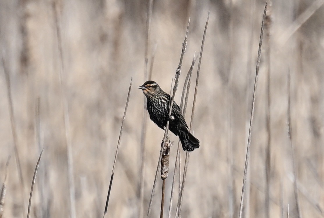 Red-winged Blackbird - france dallaire