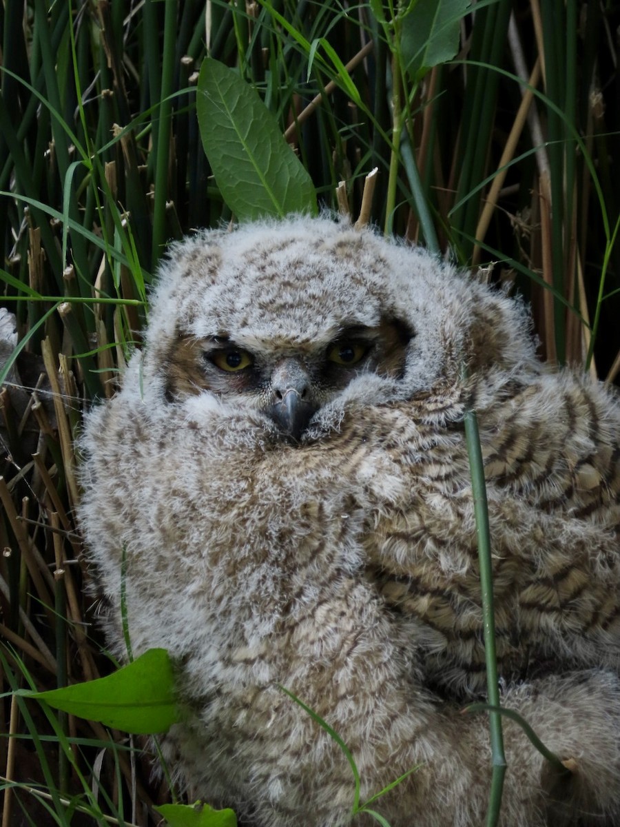 Great Horned Owl - ML618206693