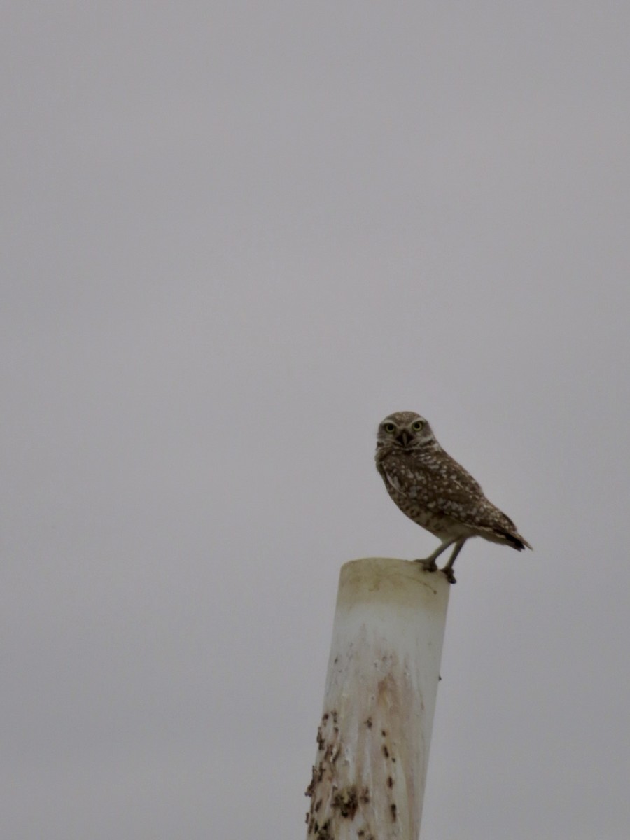 Burrowing Owl - ML618206695