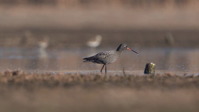 Spotted Redshank - ML618206696
