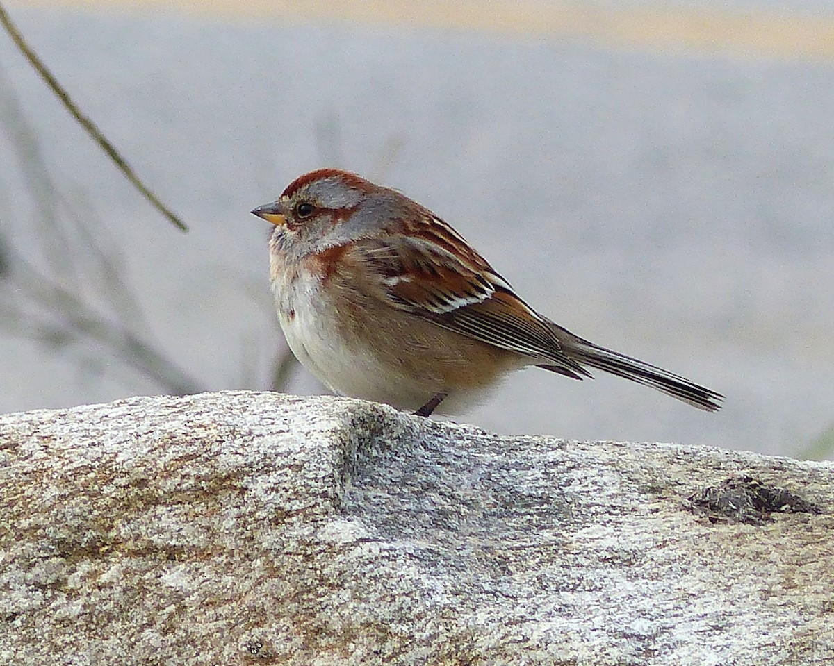 American Tree Sparrow - Marie Giroux