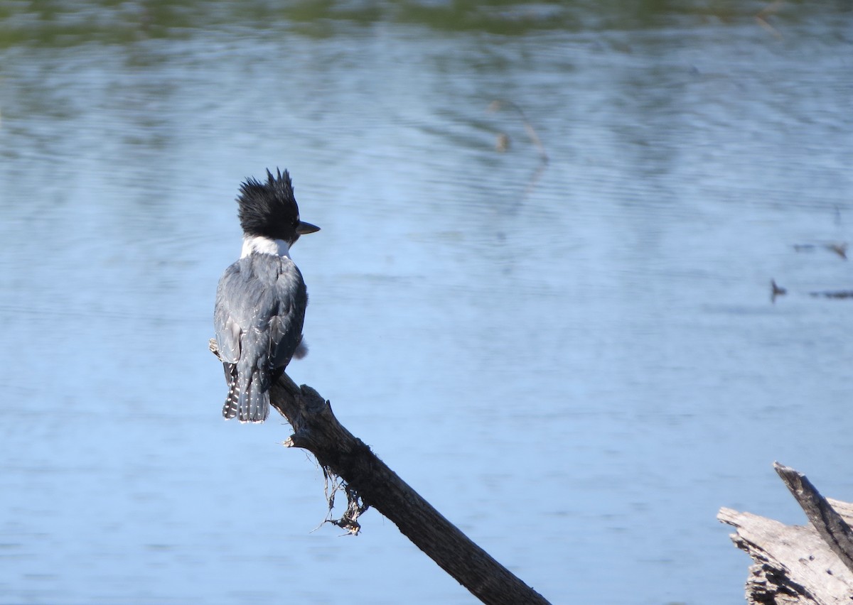 Belted Kingfisher - Jeanne-Marie Maher