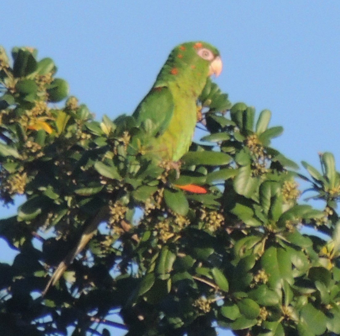 Cuban Parakeet - Peter Bono