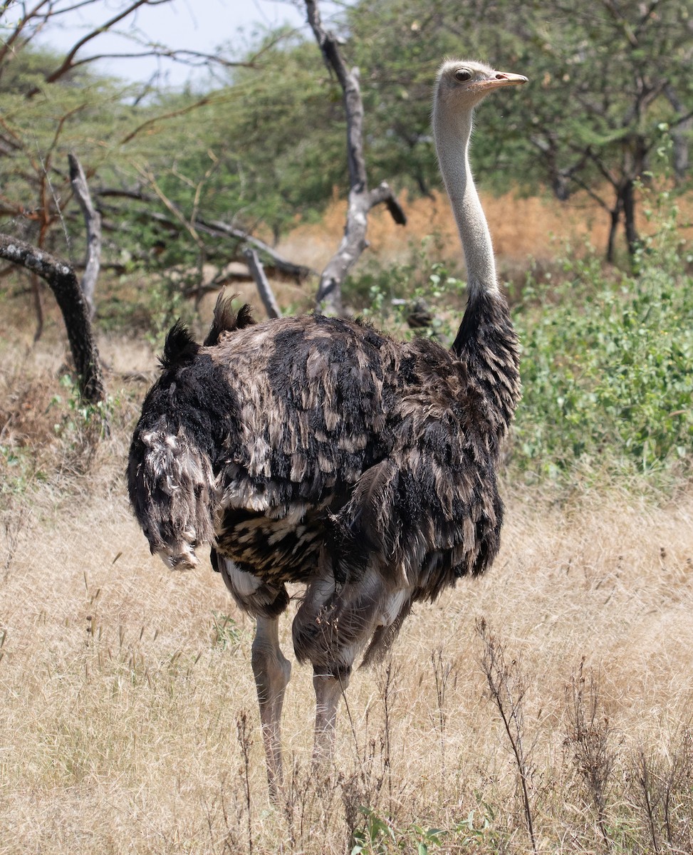 Somali Ostrich - ML618206778