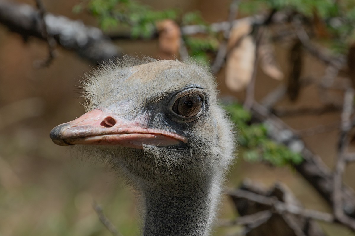 Somali Ostrich - simon walkley