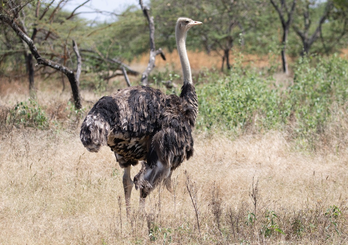 Somali Ostrich - ML618206780