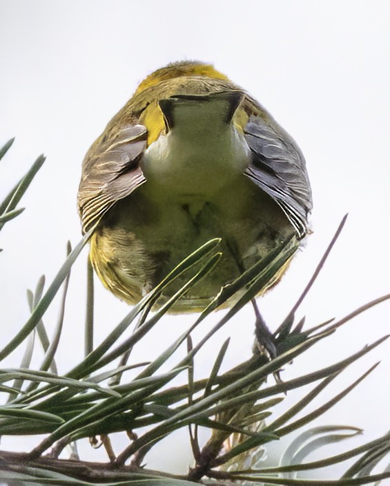 Cape May Warbler - ML618206782