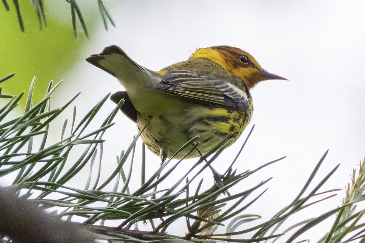 Cape May Warbler - Scott Young