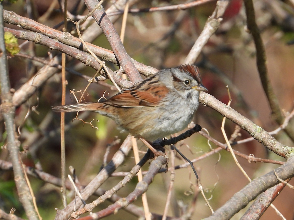 Swamp Sparrow - ML618206830