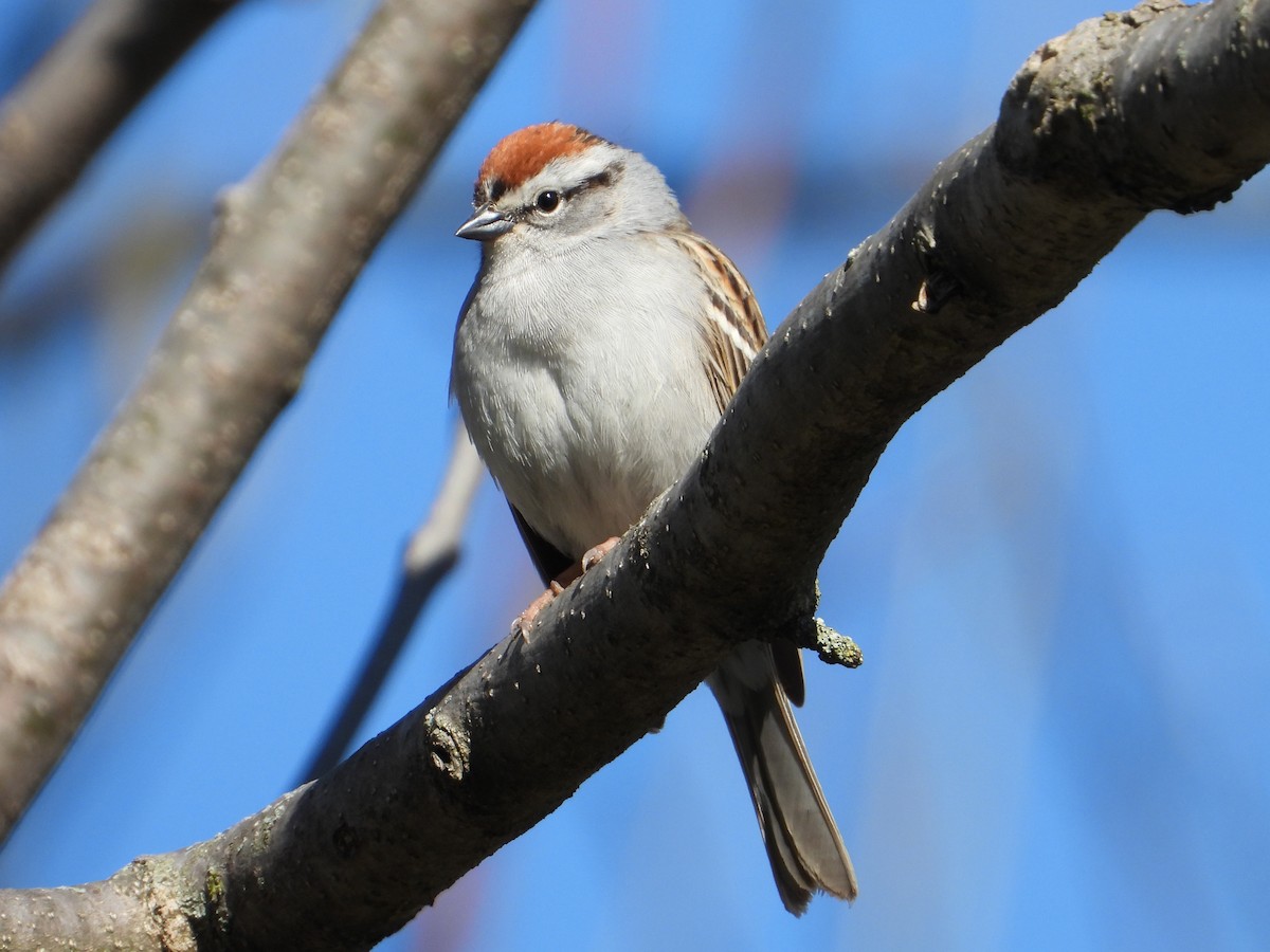 Chipping Sparrow - Eric Howe