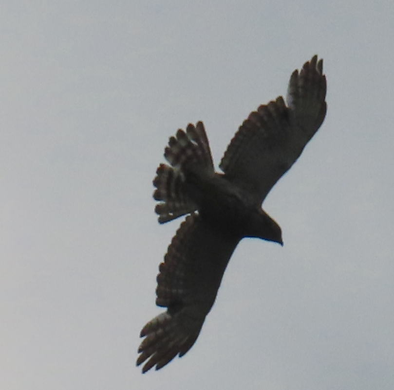 Broad-winged Hawk - ML618206945
