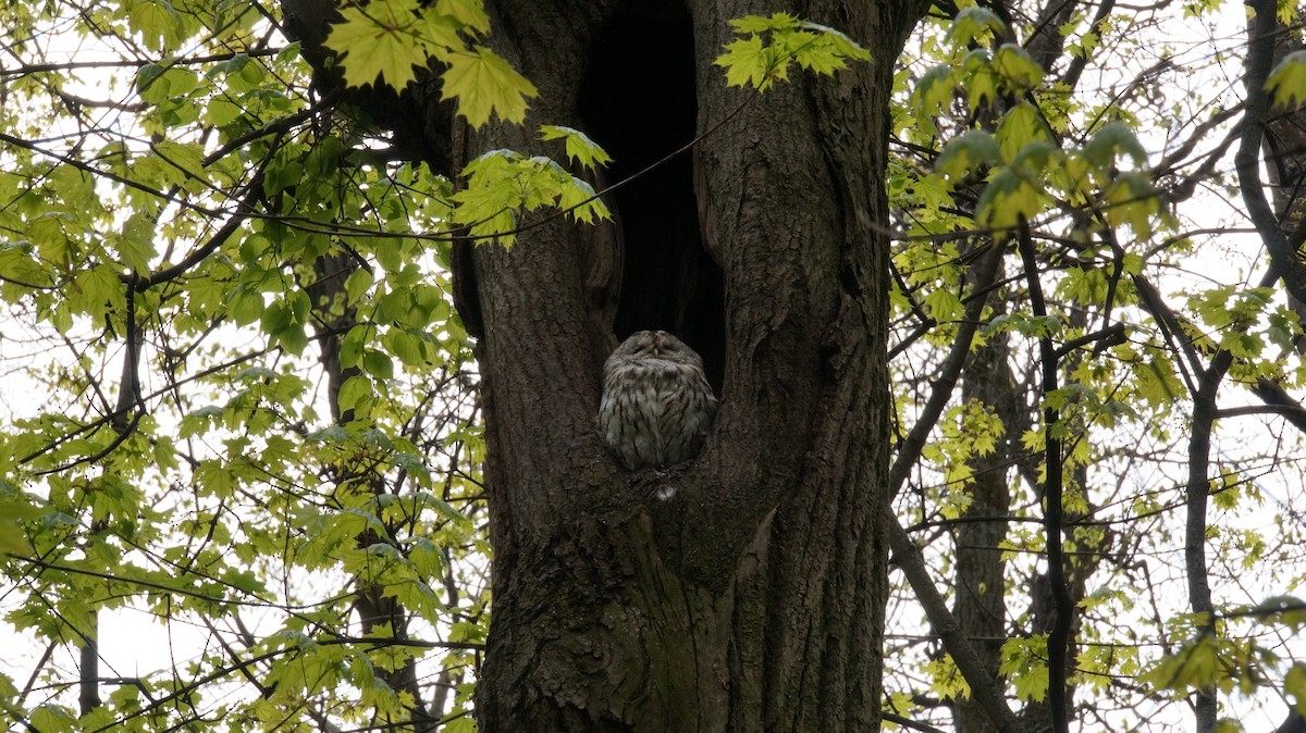 Tawny Owl - ML618206966